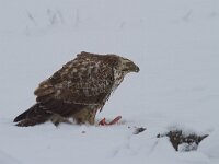 Buizerd : Buteo buteo