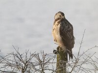 Buteo buteo 16, Buizerd, Saxifraga-Mark Zekhuis