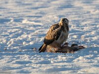 Buteo buteo 169, Buizerd, Saxifraga-Mark Zekhuis