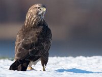 Buteo buteo 173, Buizerd, Saxifraga-Joerg Mager