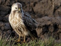 Buteo buteo 174, Buizerd, Saxifraga-Martin Mollet