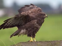 Buteo buteo 176, Buizerd, Saxifraga-Martin Mollet