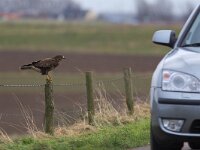 Buteo buteo 178, Buizerd, Saxifraga-Martin Mollet