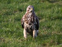 Buteo buteo 183, Buizerd, Saxifraga-Bart Vastenhouw