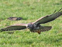 Buteo buteo 184, Buizerd, Saxifraga-Bart Vastenhouw