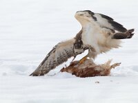 Buteo buteo 191, Buizerd, Saxifraga-Mark Zekhuis