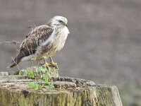 Buteo buteo 2, Buizerd, juvenile,  Saxifraga-Martin Mollet