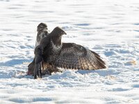 Buteo buteo 200, Buizerd, Saxifraga-Mark Zekhuis