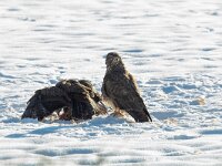 Buteo buteo 202, Buizerd, Saxifraga-Mark Zekhuis