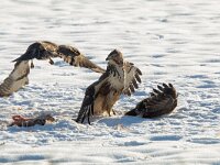 Buteo buteo 208, Buizerd, Saxifraga-Mark Zekhuis