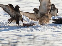 Buteo buteo 209, Buizerd, Saxifraga-Mark Zekhuis