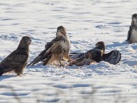 Buteo buteo 211, Buizerd, Saxifraga-Mark Zekhuis