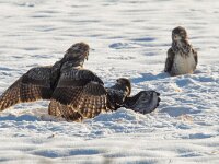 Buteo buteo 212, Buizerd, Saxifraga-Mark Zekhuis