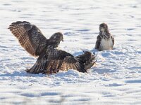 Buteo buteo 213, Buizerd, Saxifraga-Mark Zekhuis