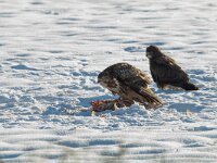 Buteo buteo 219, Buizerd, Saxifraga-Mark Zekhuis