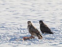 Buteo buteo 220, Buizerd, Saxifraga-Mark Zekhuis