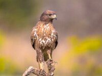 Buzzard perched on log  Common European Buzzard (Buteo buteo) raptor bird perched on lookout and looking for prey in Spanish Pyrenees, Vilagrassa, Catalonia, Spain. April. : animal, background, beak, bird, bird of prey, bird watching, birdwatching, brown, buteo, buteo buteo, buzzard, carnivore, catalonia, common, common buzzard, eagle, europe, eye, fauna, feather, forest, hawk, hunt, hunter, hunting, landscape, life, log, look, looking, natural, nature, ornithology, perched, perching, portrait, predator, predatory bird, prey, raptor, spain, standing, stick, sun, vilagrassa, wild, wildlife