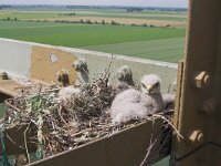 Buteo buteo 25, Buizerd, Saxifraga-Martin Mollet