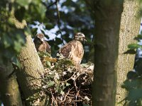 Buteo buteo 27, Buizerd, Saxifraga-Martin Mollet