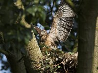 Buteo buteo 28, Buizerd, Saxifraga-Martin Mollet