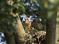 Buteo buteo 29, Buizerd, Saxifraga-Martin Mollet