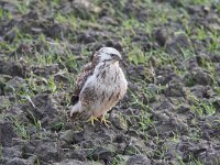 Buteo buteo 3, Buizerd, juvenile, Saxifraga-Martin Mollet