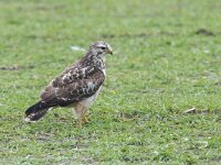 Buteo buteo 32, Buizerd, Saxifraga-Mark Zekhuis