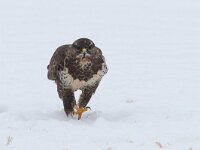 Buteo buteo 39, Buizerd, Saxifraga-Mark Zekhuis