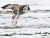 Buteo buteo 41, Buizerd, Saxifraga-Mark Zekhuis