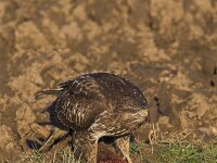 Buteo buteo 43, Buizerd, Saxifraga-Martin Mollet
