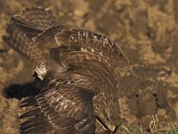 Buteo buteo 44, Buizerd, Saxifraga-Martin Mollet