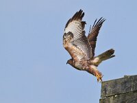 Buteo buteo 5, Buizerd, Saxifraga-Tom Heijnen
