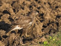 Buteo buteo 58, Buizerd, Saxifraga-Martin Mollet