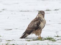 Buteo buteo 61, Buizerd, Saxifraga-Mark Zekhuis