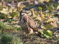 Buteo buteo 64, Buizerd, Saxifraga-Martin Mollet