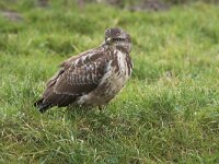Buteo buteo 65, Buizerd, Saxifraga-Martin Mollet