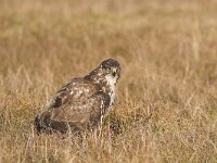 Buteo buteo 68, Buizerd, Saxifraga-Martin Mollet