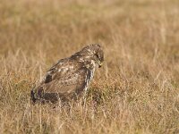 Buteo buteo 69, Buizerd, Saxifraga-Martin Mollet