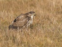 Buteo buteo 72, Buizerd, Saxifraga-Martin Mollet