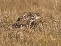 Buteo buteo 75, Buizerd, Saxifraga-Martin Mollet