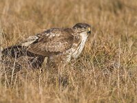 Buteo buteo 76, Buizerd, Saxifraga-Martin Mollet