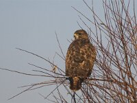Buteo buteo 78, Buizerd, Saxifraga-Martin Mollet