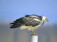 Buteo buteo 93, Buizerd, Saxifraga-Piet Munsterman