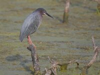 Butorides virescens 4, Groene reiger, Saxifraga-Tom Heijnen