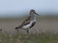 Calidris alpina 16, Bonte strandloper, Saxifraga-Peter Stein