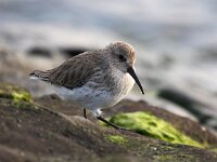 Calidris alpina 17, Bonte strandloper, Saxifraga-Bart Vastenhouw
