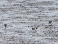 Calidris alpina 19, Bonte strandloper, adult, winter plumage, Saxifraga-Theo Verstrael