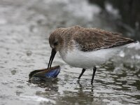 Calidris alpina 20, Bonte strandloper, Saxifraga-Bart Vastenhouw