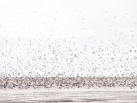 Calidris alpina 23, Bonte strandloper, Saxifraga-Bart Vastenhouw