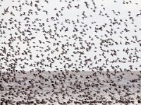 Calidris alpina 26, Bonte strandloper, Saxifraga-Bart Vastenhouw